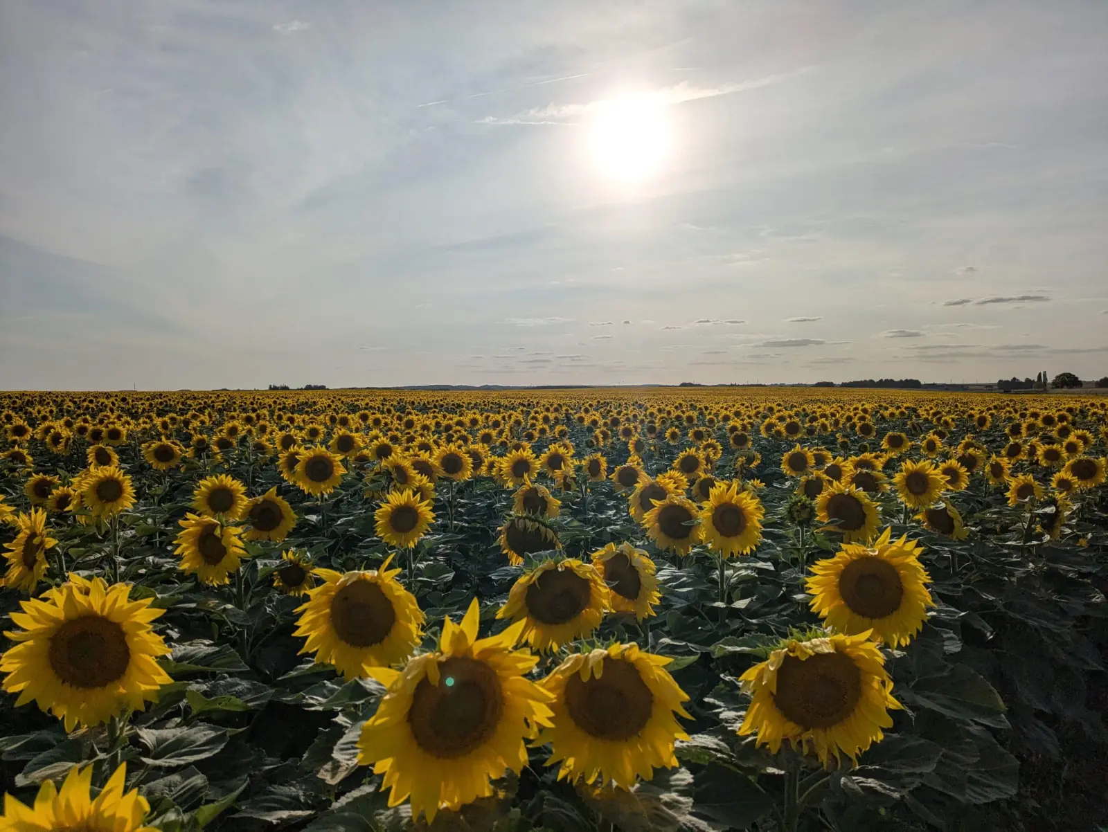 Field of sunflowers in bloom stretching to the horizon under a hazy sun