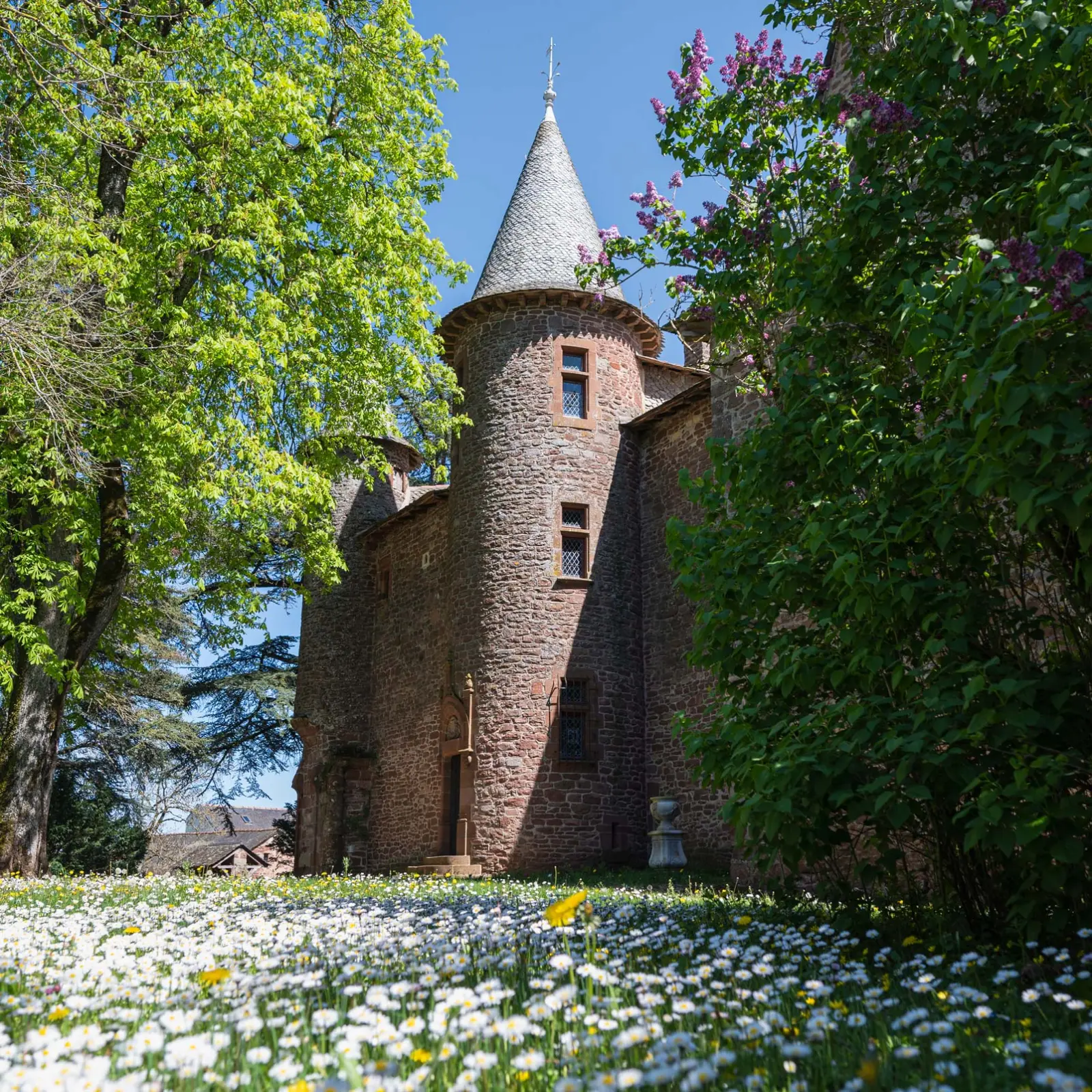 Tour ronde en pierre rose coiffée d'ardoise d'un château, entre arbres en fleurs et prairie de marguerites