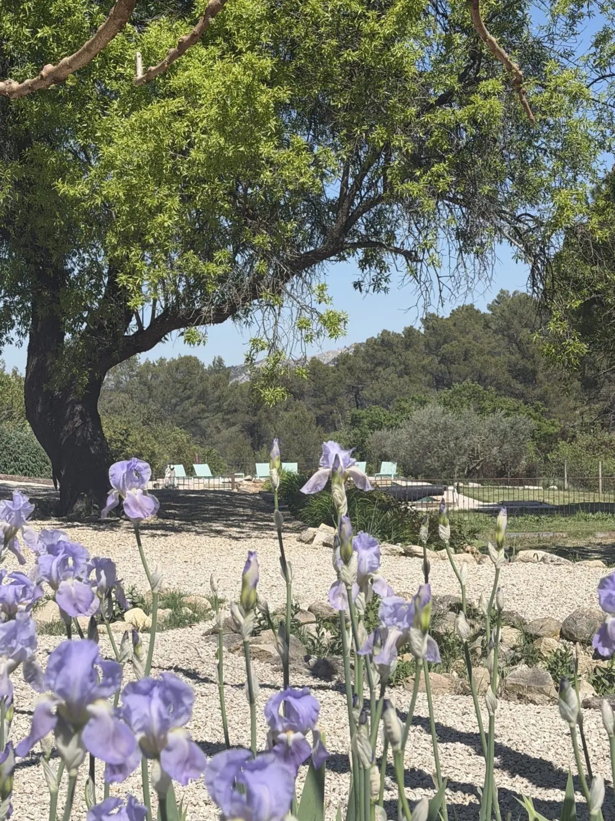 Mauve irises in the foreground, gravel courtyard and large tree, loungers and wooded hills, at Chut ! c'est ici