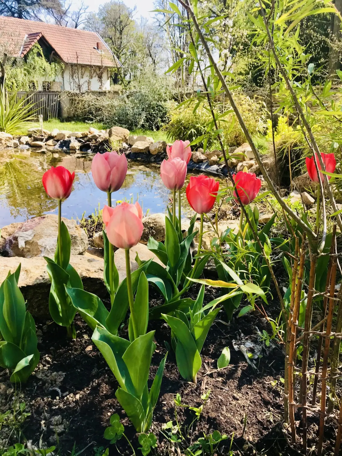 Pink and red tulips beside a pond in the Effet Lodge garden, with a tiled-roof house behind