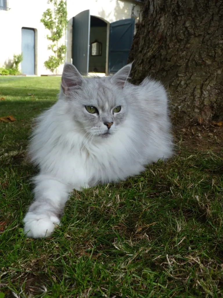 Long-haired white and grey cat lying in the grass at the foot of a tree, La Folie Saint Julien