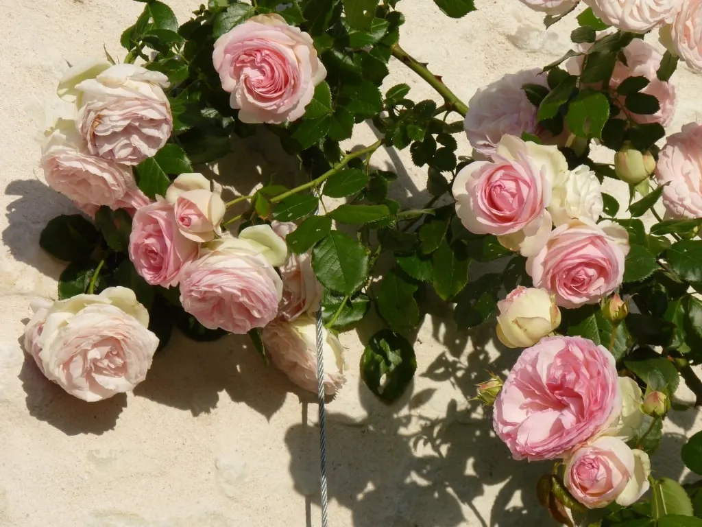 Pink and white old roses against a pale stone wall, La Folie Saint Julien
