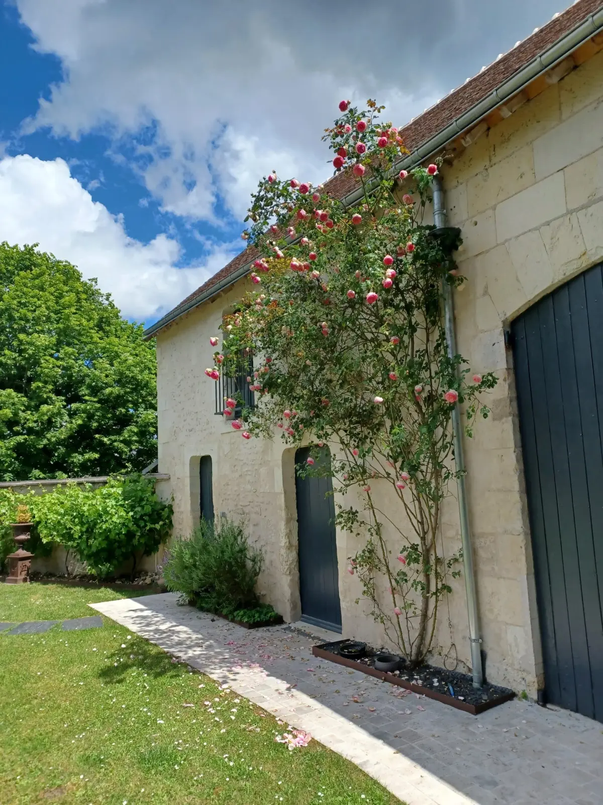 Climbing rose in bloom on a stone wall beside a grey door, La Folie Saint Julien