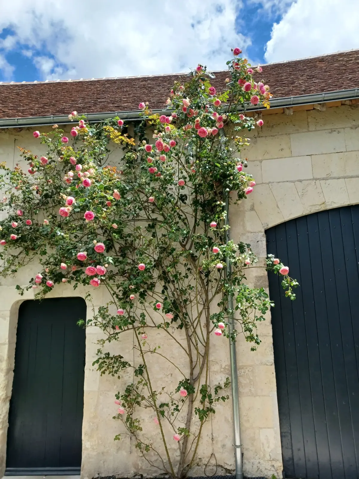 Climbing rose with pink flowers between two grey doors on a stone wall, La Folie Saint Julien