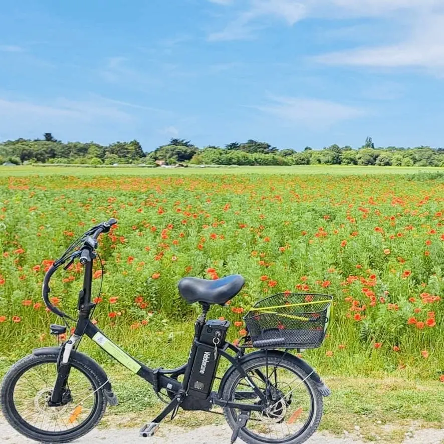 Folding electric bike with a basket parked in front of a poppy field under a blue sky, near Le 36