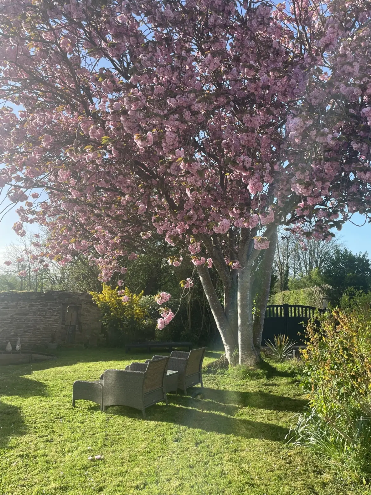 Garden at Domaine de Marculfo, large pink-blossomed cherry tree and woven armchairs on the lawn