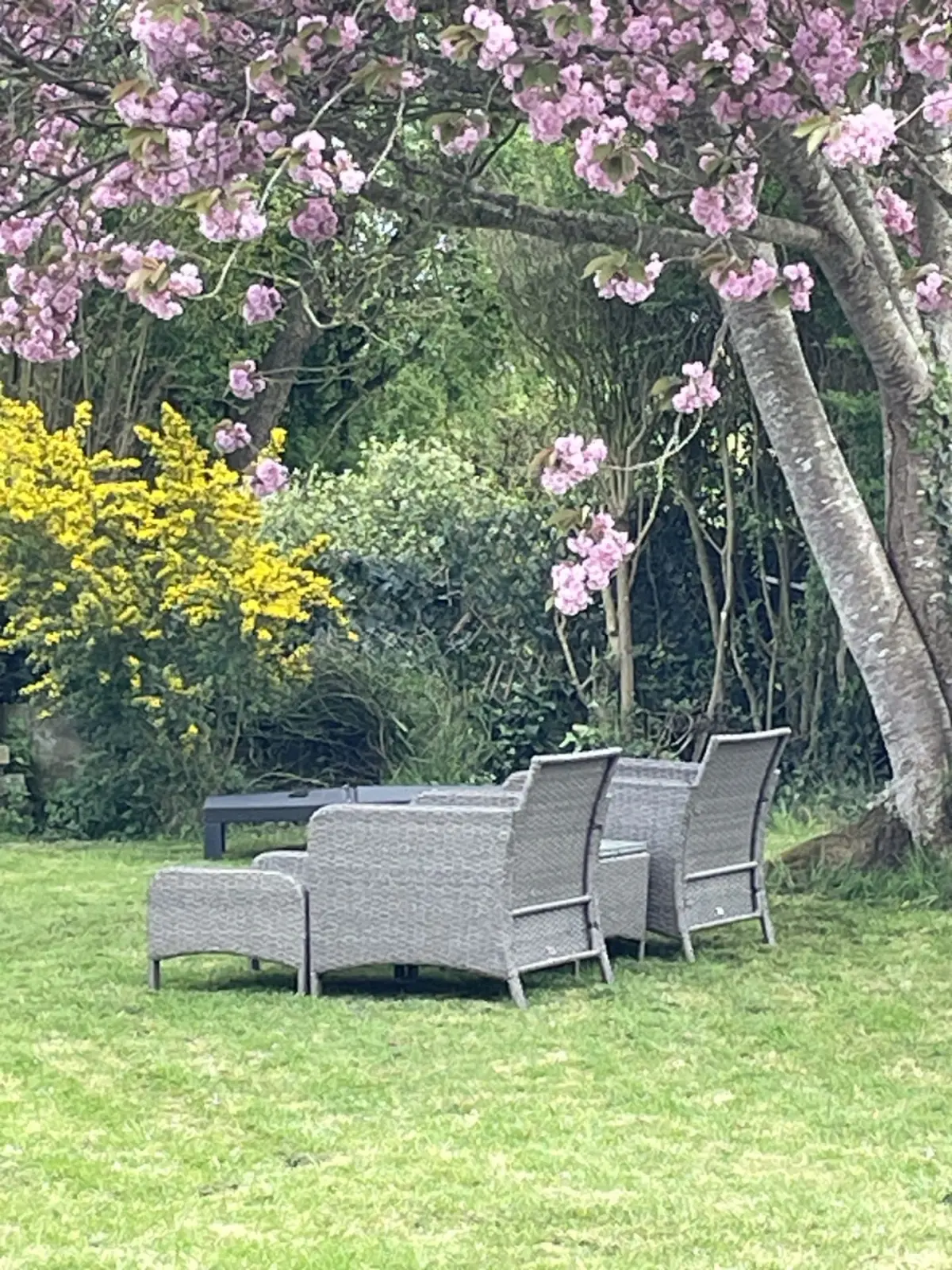 Grey woven garden furniture under a blossoming cherry tree, beside a yellow shrub, at Domaine de Marculfo