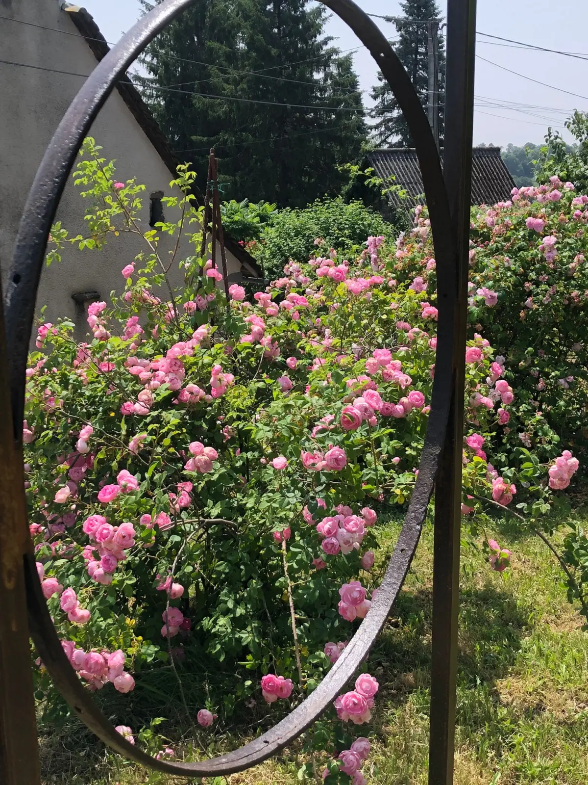Rosier grimpant aux fleurs roses vu à travers un cercle en fer rouillé, dans un jardin