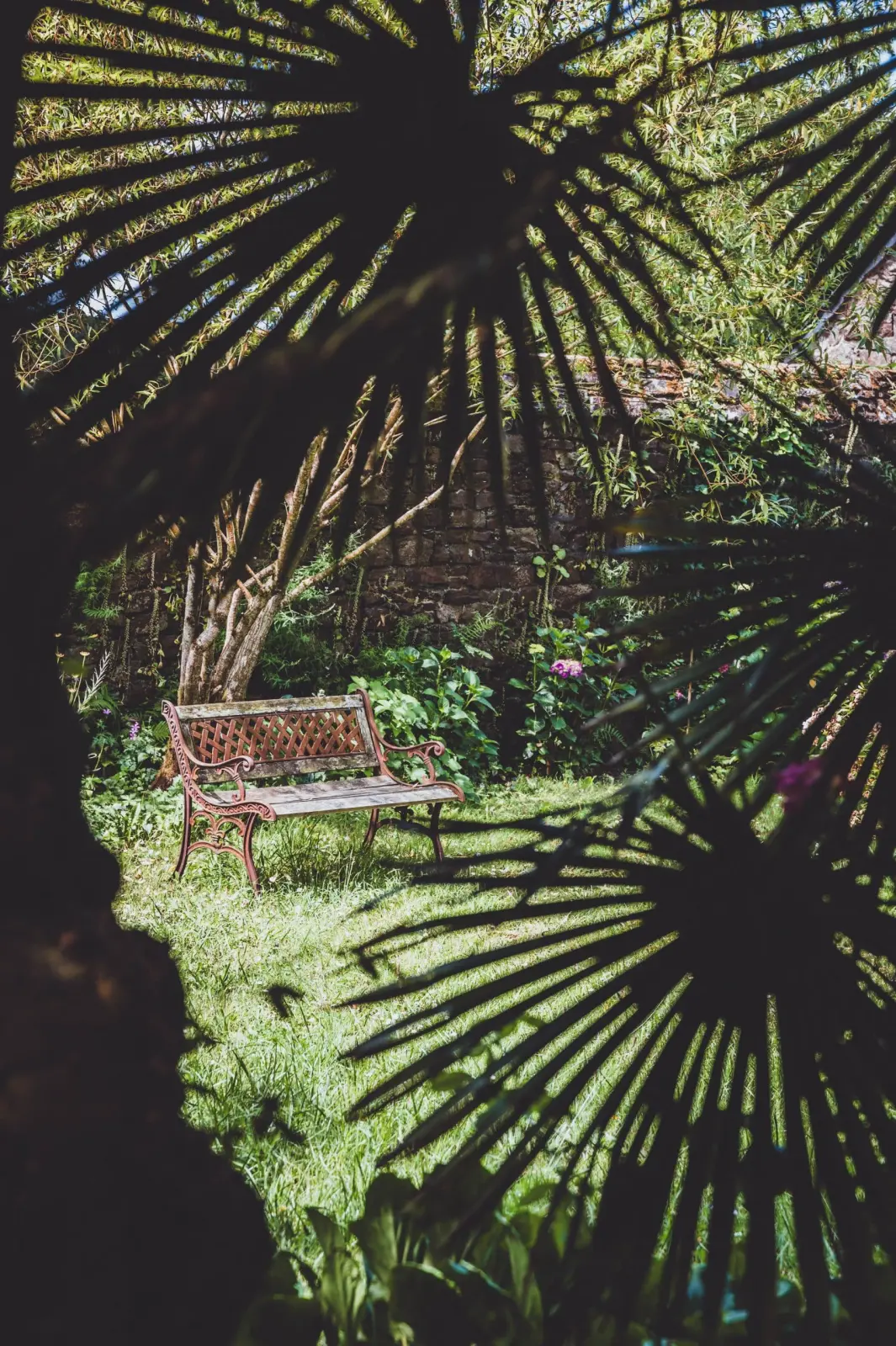 Wrought-iron bench in a shaded garden, seen through palm leaves, Ty Monde