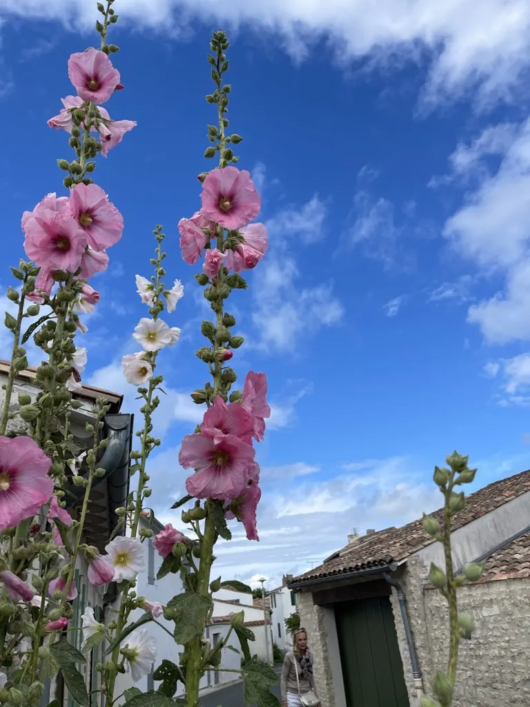 Pink and white hollyhocks in a village lane lined with low houses, under a blue sky